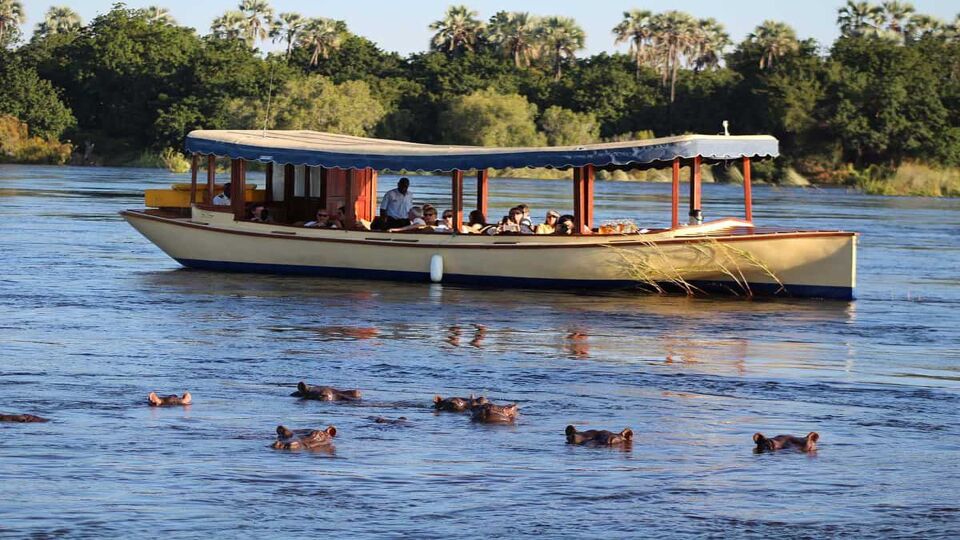 A cruise boat surrounded by hippos in the water