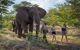 People walking with elephant in the elephant sanctuary