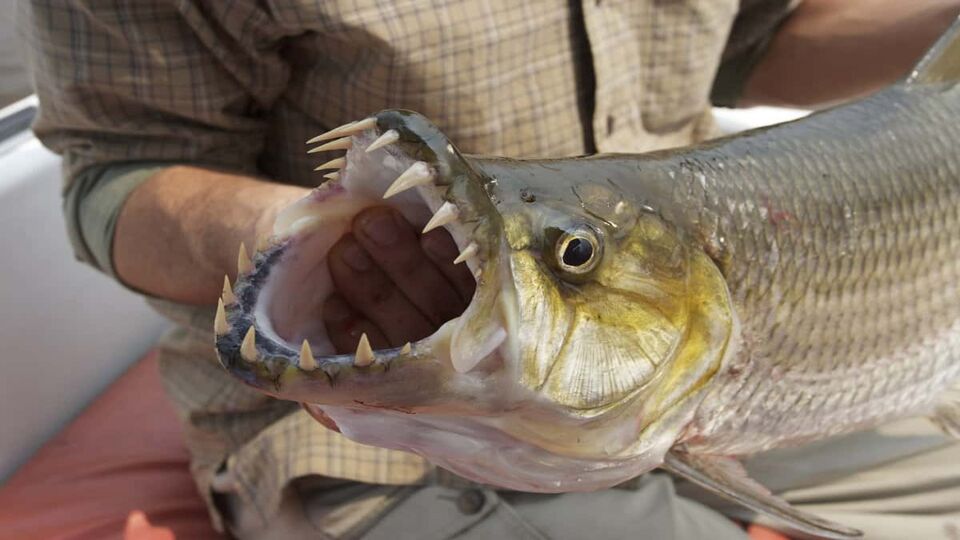 Close up of tiger fish