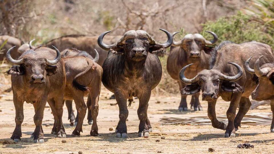Buffalos spotted on safari