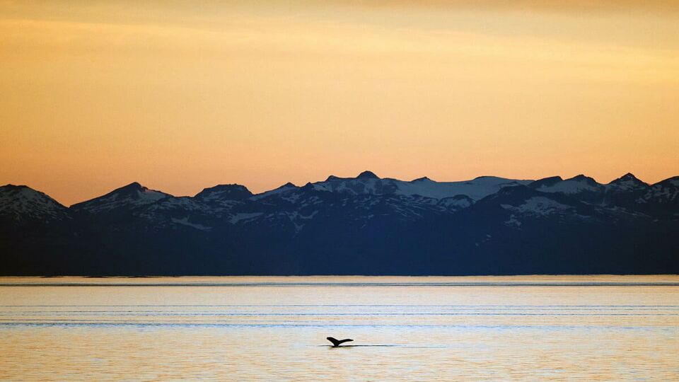 sunset view of bay with a single whale tail sticking out