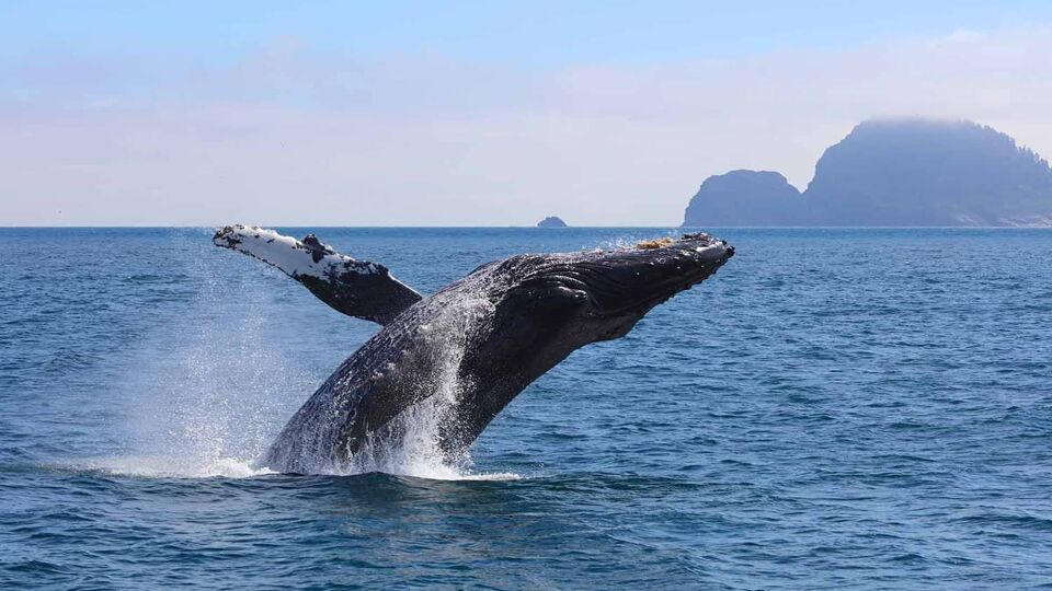 Humpback whale breaching in the Kenai Fjords National Park