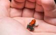 tiny red frog in someone's hand