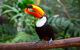 toucan eating some fruit