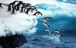 Adelie Penguin Group Leaping into Ocean, Paulet Island in Antarctica