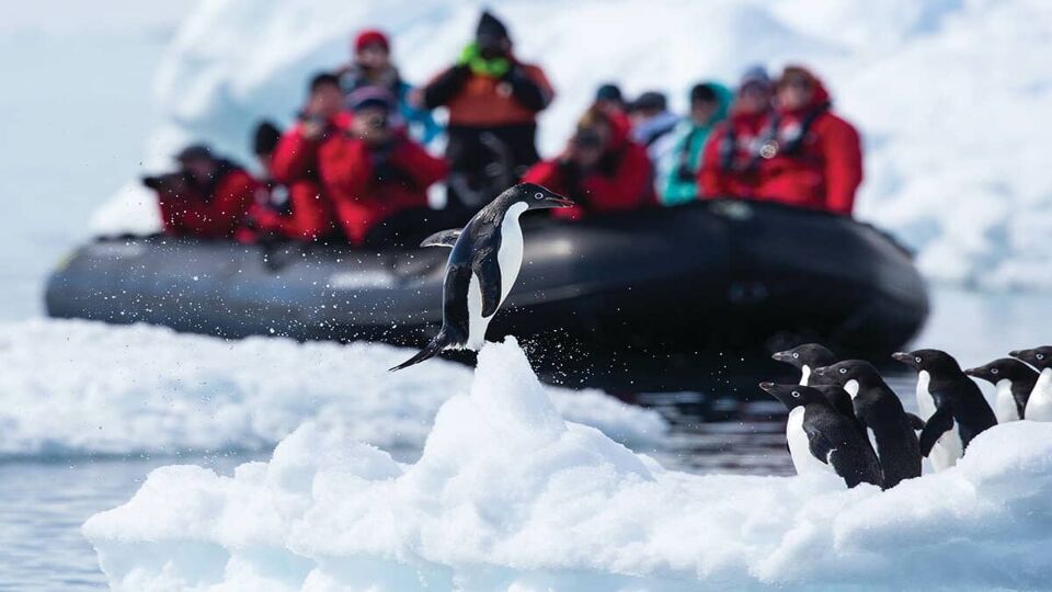 Guests photographing a group of Adelie Penguins from a zodiac