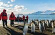 Guests coming off a Zodiac are watching a group of King Penguins.