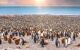 Wide view of large colony of adult and juvenile king penguins on the beach at St. Andrew's Bay, South Georgia Island, during breeding season. Sunlight and bokeh.