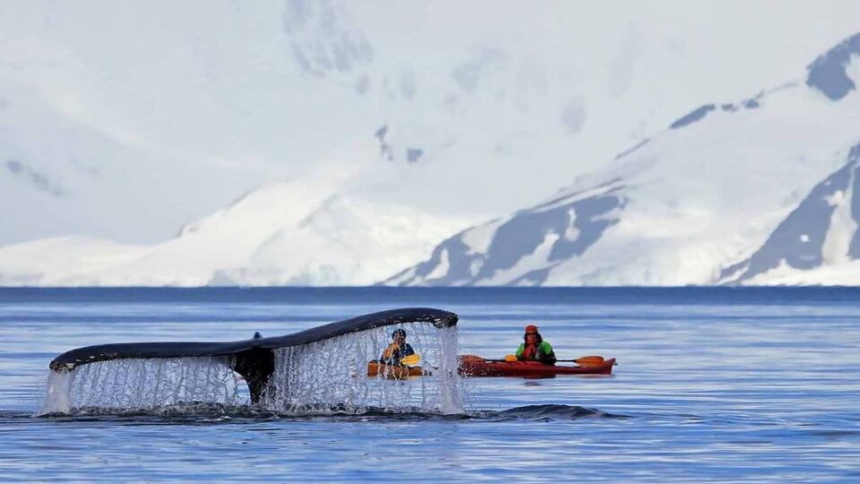 Humpback whale tail next to guests in kayaks