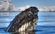 limpet crusted head of humpback whale sticking out of water