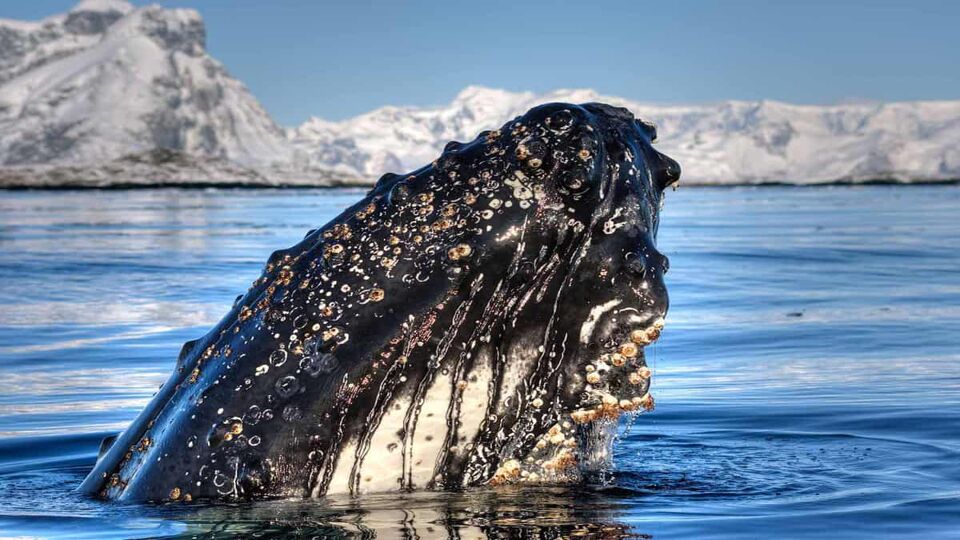 limpet crusted head of humpback whale sticking out of water