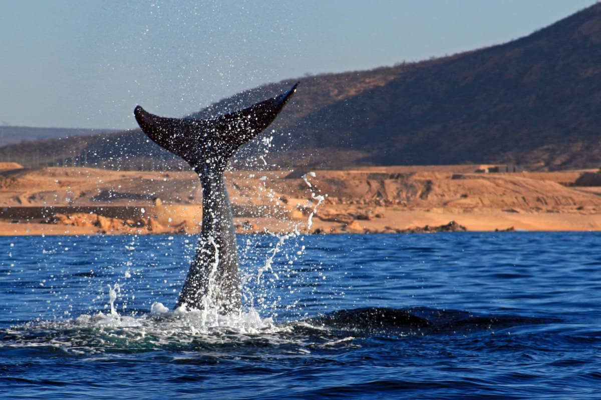 Whale tail sticking out of the ocean, desert cliffs behind