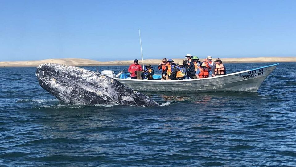 large humpback whale's head breaching in front of inflatable boat full of tourists