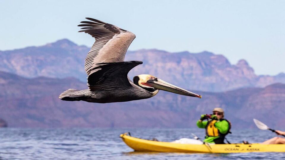 a large pelican in flight with kayaker behind
