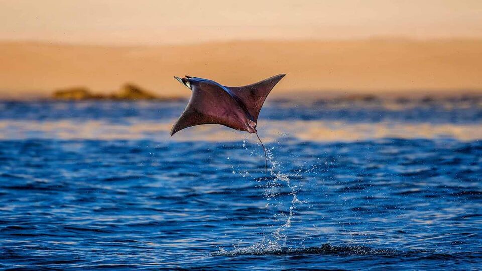 A mobula ray jumping out the water at sunset
