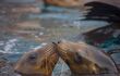Two California sea lions sharing a kiss