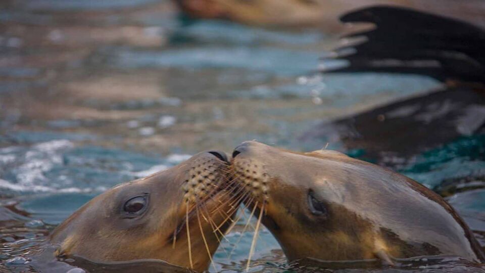 Two California sea lions sharing a kiss