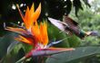 close up of a bird of paradise flower with humming bird