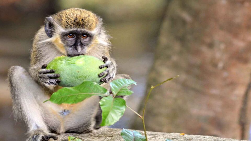 small grey monkey eating fruit