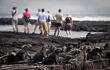 tour group walking on volcanic island with iguanas in foreground