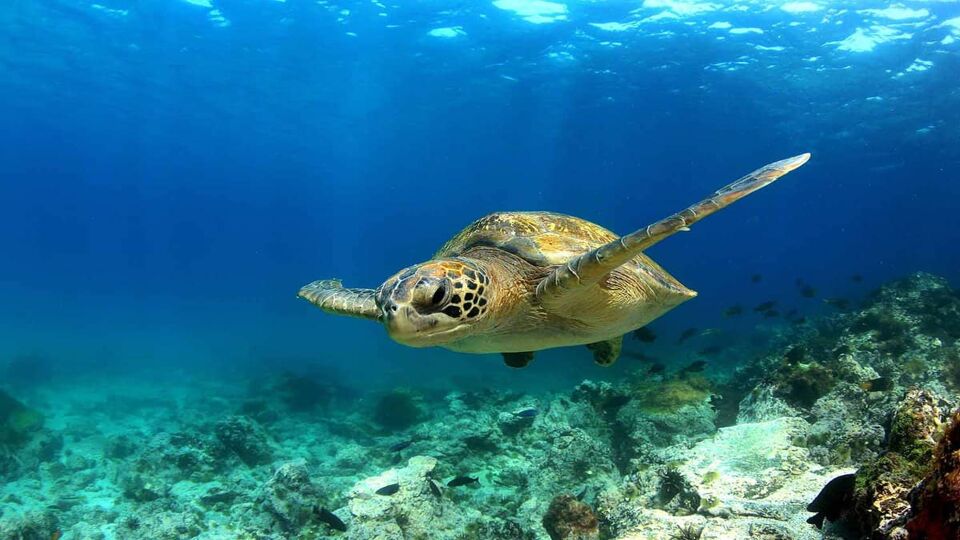 green turtle swimming through clear blue water