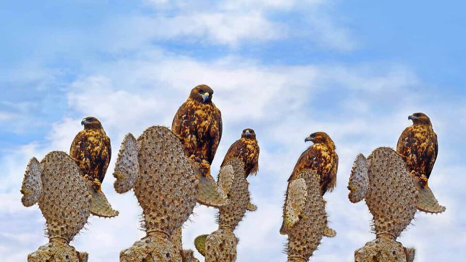 five eagles perched atop 5 cactuses