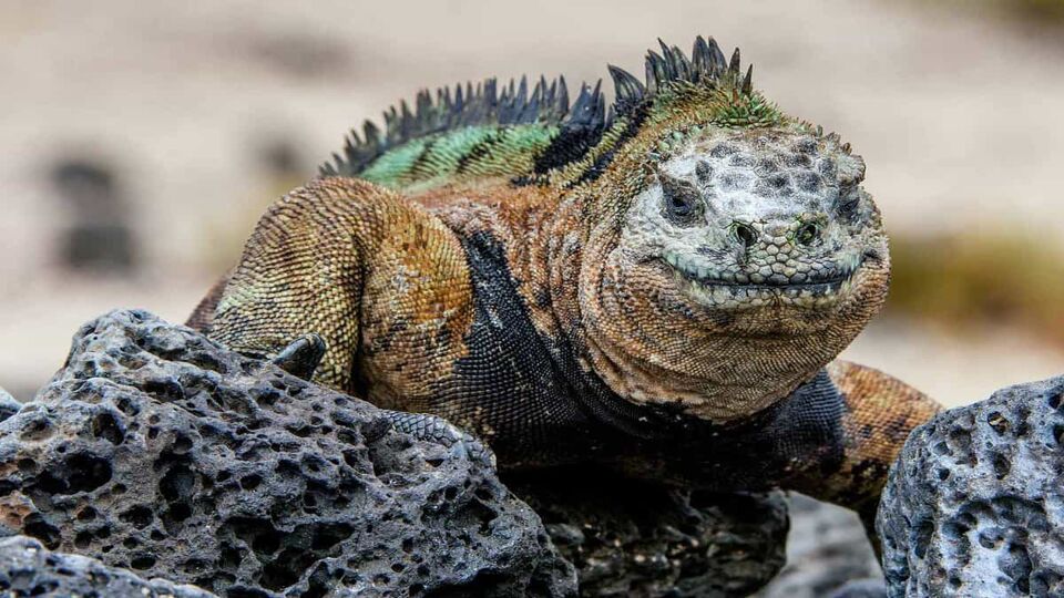close up of a marine iguana looking into the camera