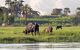 close up of cows grazing on the lush banks