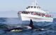 Whale watching boat behind looks at fins of orcas whales in foreground