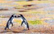 Two penguins beak to beak