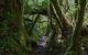 Dark path through thick forest, covered in lichens