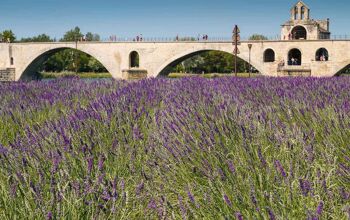 Field of lavender with a bridge in background