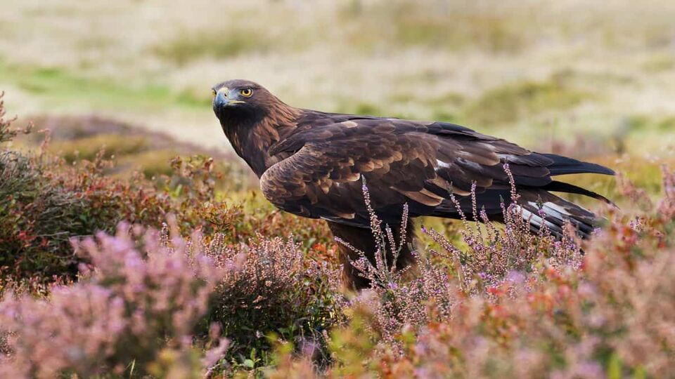 A magnificent golden eagle stands behind a clump of heather.