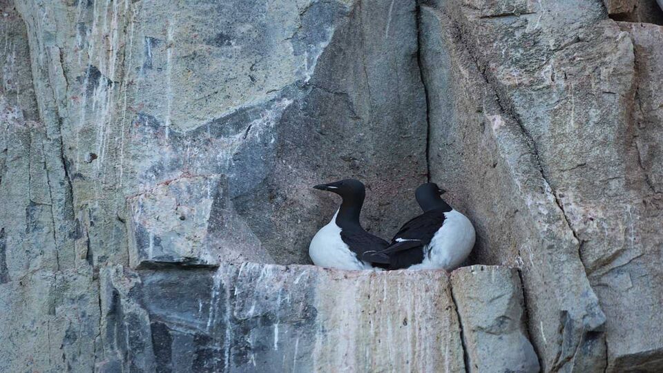 two small birds nesting on a ledge in cliffs