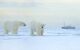 two polar bears with cruise ship in distance