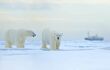 two polar bears with cruise ship in distance