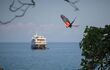 red parrot flying in foreground, cruise ship behind
