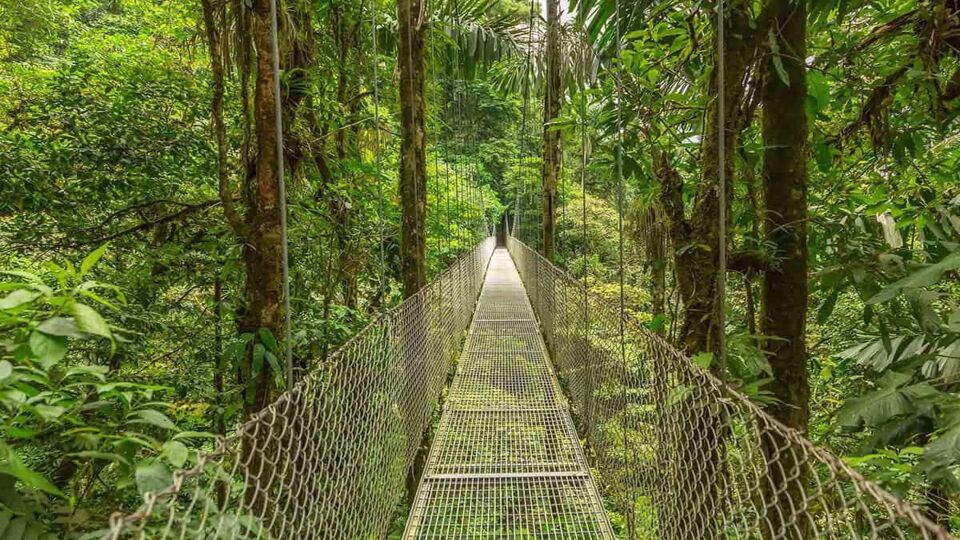a bridge in the rainforest canopy