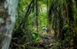 a track going through thick rainforest