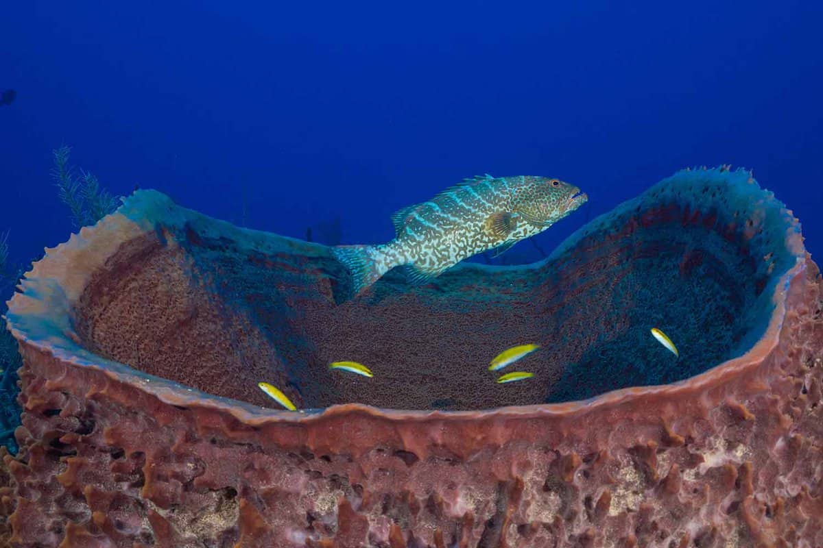 A tiger grouper hanging out in the mouth of a giant barrel sponge with smaller reef fish dotted around. The shot was taken on the reef in Grand Cayman