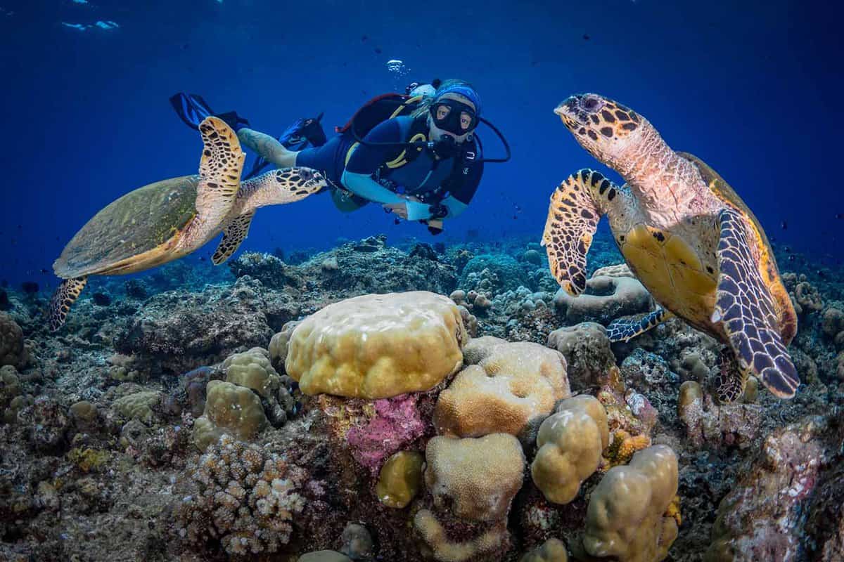 Female scuba diver swims with hawksbill turtle above coral reef