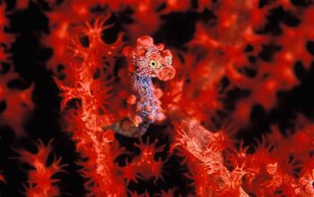 A miniscule pygmy seahorse holds guard in his coral castle, Lembeh Straits, Indonesia