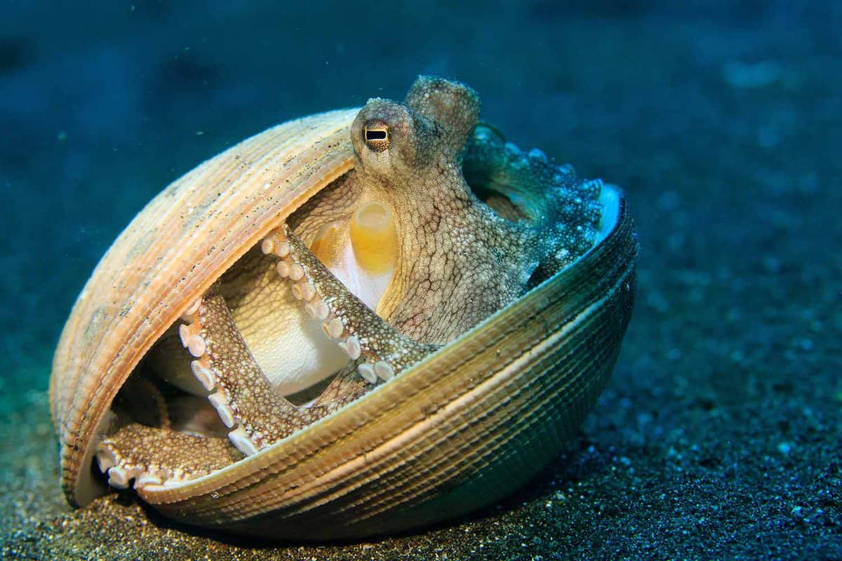 Coconut Octopus hiding in shells on sandy bottom. Underwater image taken scuba diving in Indonesia.