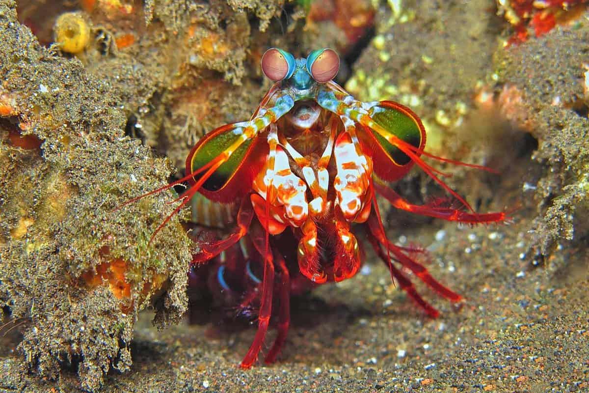 Red mantis shrimp on the tropical coral reef. Underwater animal in the exotic sea. Detail of aquatic wildlife.