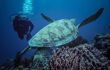 A large green turtle with diver behind