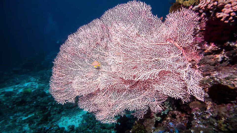 Close up of a giant pink fan coral
