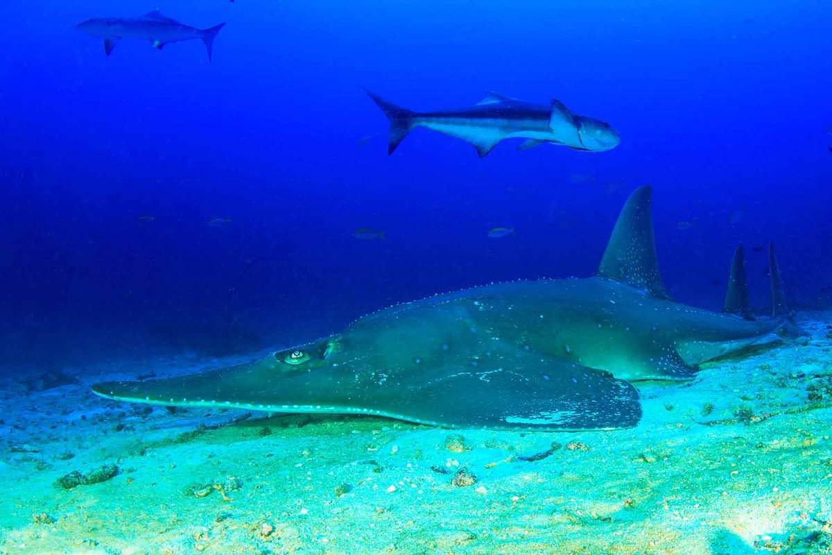 Giant guitarfish swimming along the bottom of the ocean