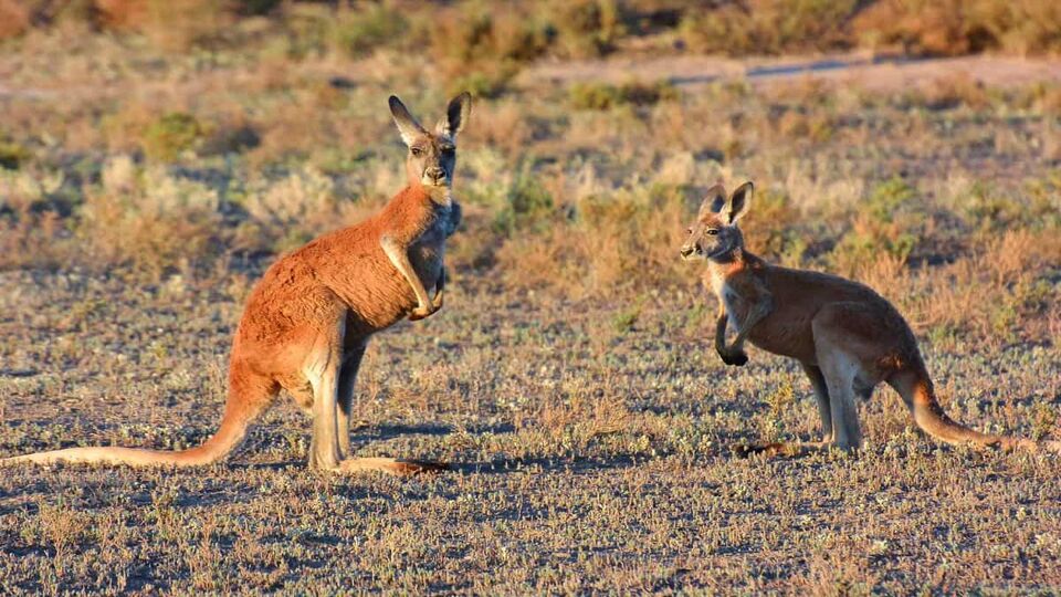 Two red kangaroos in the desert scrub