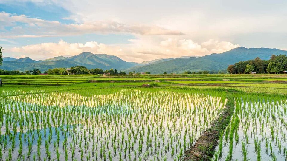 rice field in countryside, Nan province, Thailand