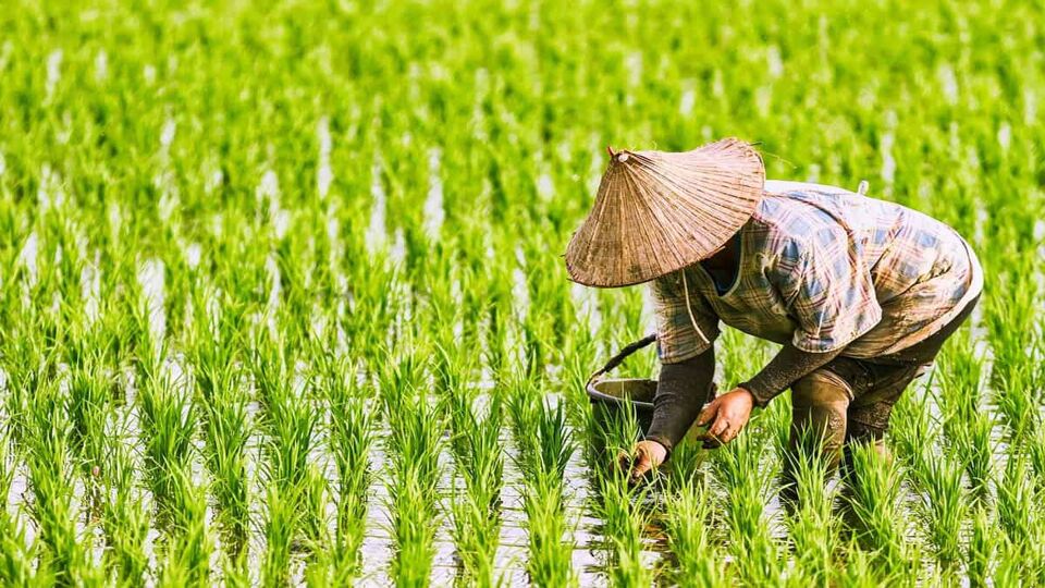 A farmer planting on the organic paddy rice farmland